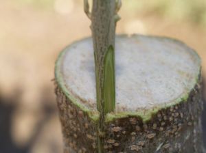 grafting-by-australis-plants